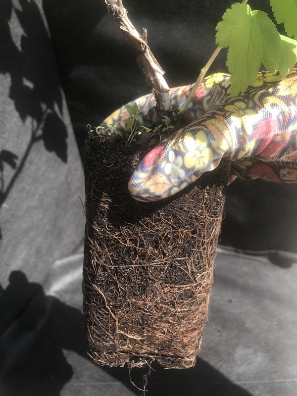 Пузыреплодник калинолистный Наггет 1 шт Р9